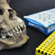 A skull analyzed in the new study, along with tubes for genetic and isotope testing.
